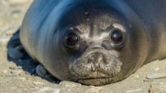 Bird Flu Devastates Seal Pup Population on Remote Australian Islands