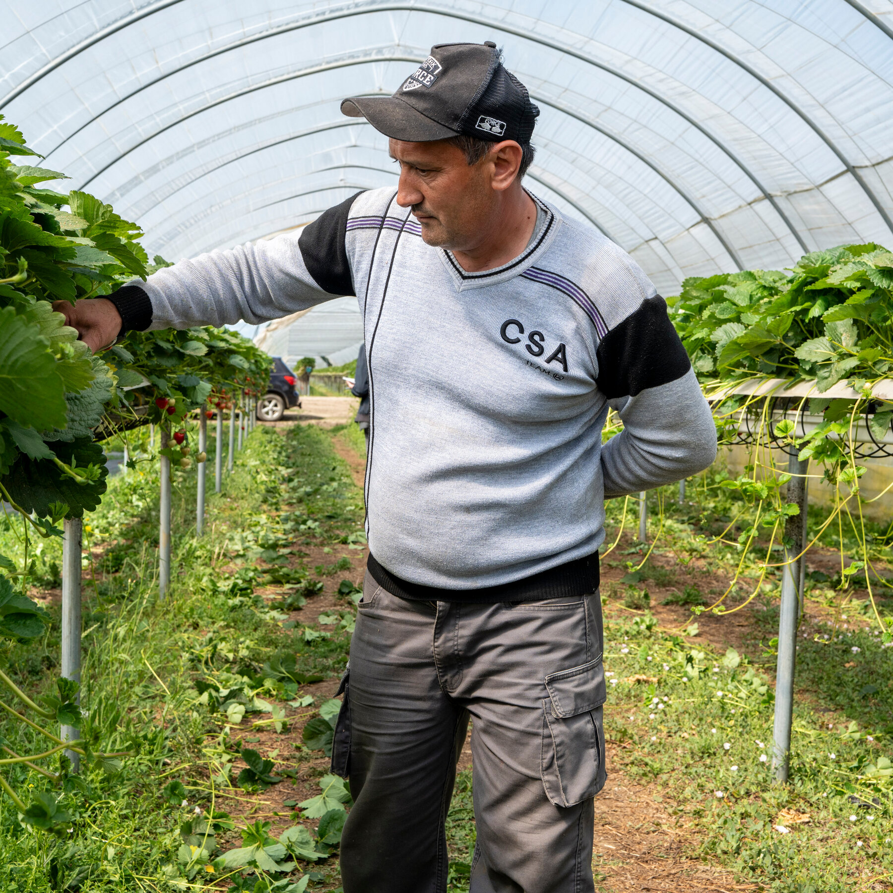 Central Asian Workers Crucial to UK Seasonal Agriculture Post-Brexit