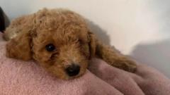 Dog Owner Alleges Groomer Sliced Pet's Nipple, Applied Superglue