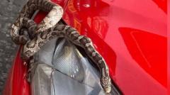 Escaped Corn Snake Found After Unexpected Car Journey to Scarborough