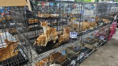 Hundreds of Cats Rescued from Alleged Theft Ring in Vietnam