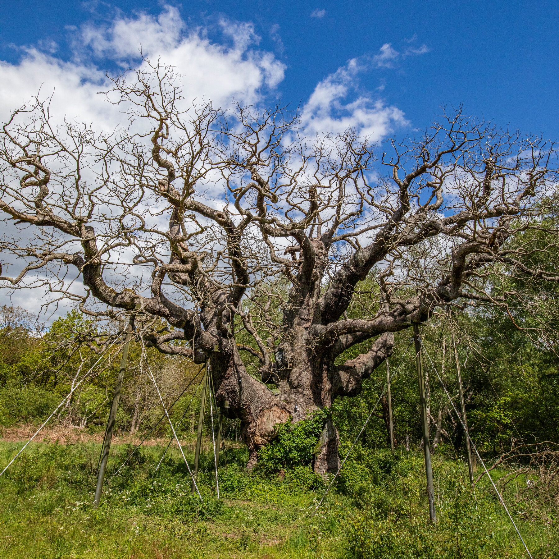 Iconic Major Oak, Fabled Robin Hood Tree, Perishes