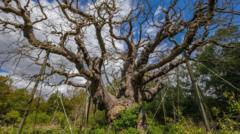 Iconic Major Oak, Linked to Robin Hood Legend, Declared Dead After Centuries in Sherwood Forest
