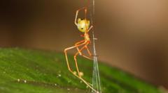 New Spider Species Discovered in Australia Employs Unique Spring-Trap Hunting Method