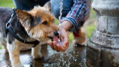 Protecting Your Canine Companion: Recognizing and Preventing Heatstroke in Dogs