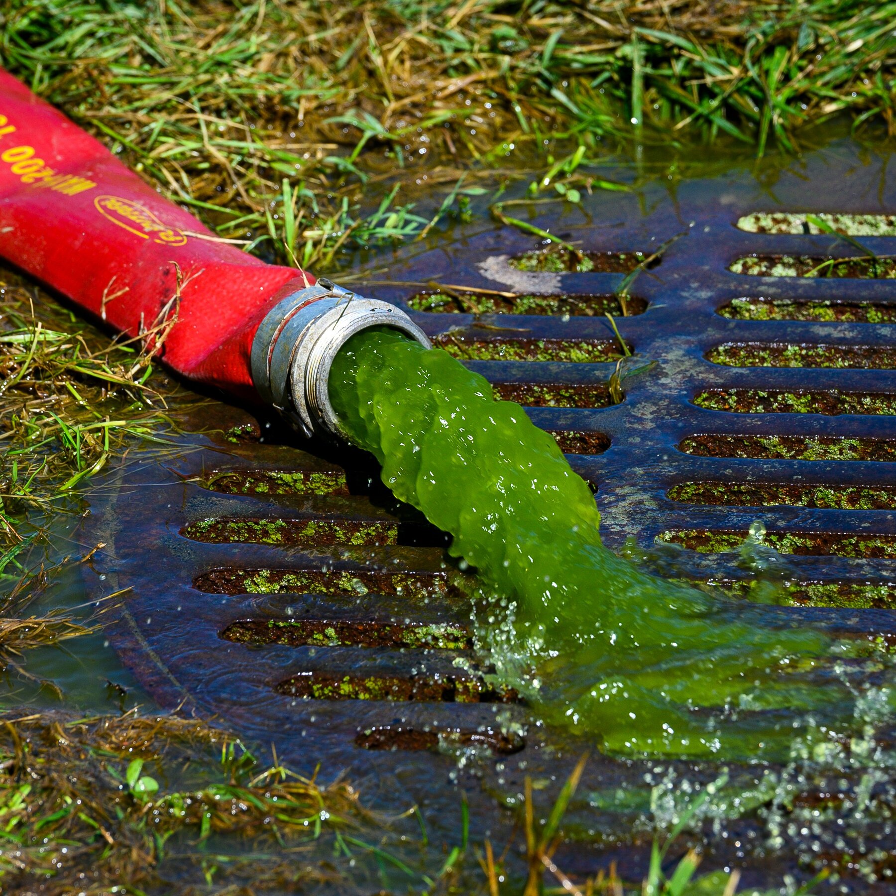 Reflecting Pool Algae Raises Concerns in Washington D.C.