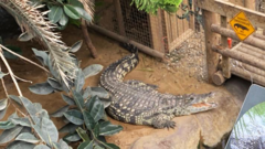 Three-Year-Old Boy's Condition Stabilizes After Crocodile Attack at Zoo