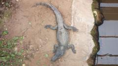 Toddler in Critical Condition After Crocodile Attack at Cambridgeshire Zoo; Man Arrested