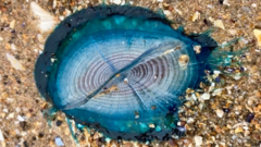 Unusual Blue Creatures Wash Ashore on Welsh Coastlines
