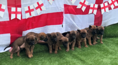 West Midlands Police Name New Canine Recruits After England Football Stars