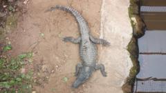 Wowcher Issues Apology Over Insensitive Crocodile Attack Email